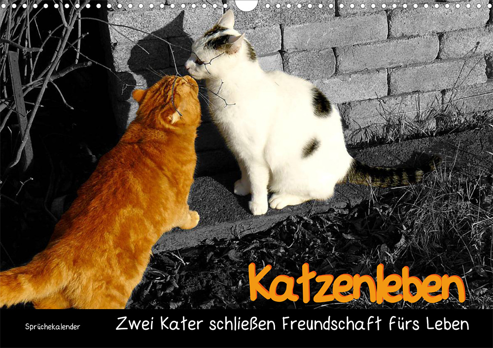 Tierkalender Katzenleben